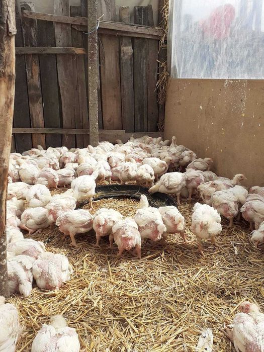 Pui rasă mixtă și pui alb