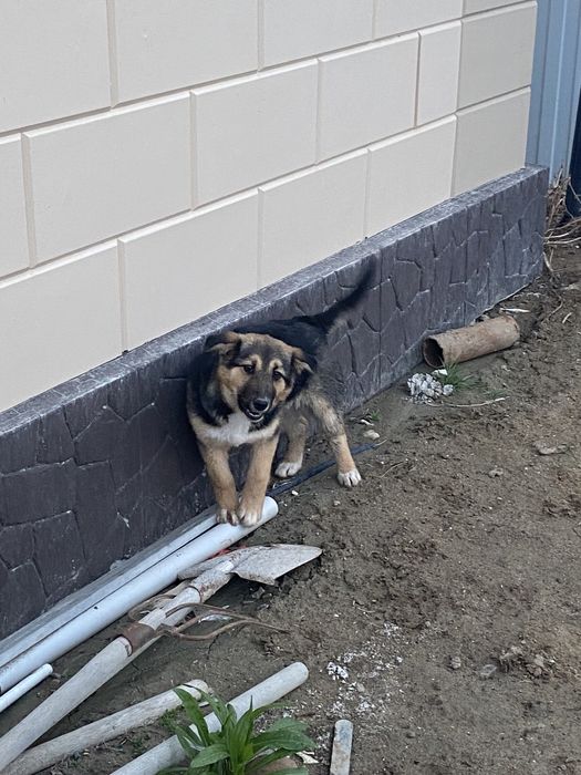 Отдам щенка бесплатно