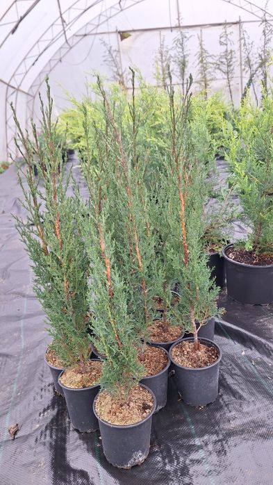 Лъжекипарис, бреза и др