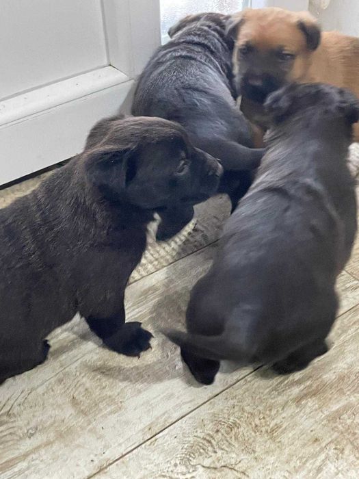 Se ofera spre adoptie