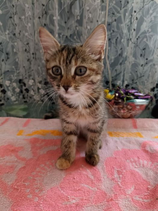 Отдам котят в добрые руки