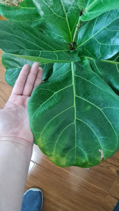 Фикус Лирата продам