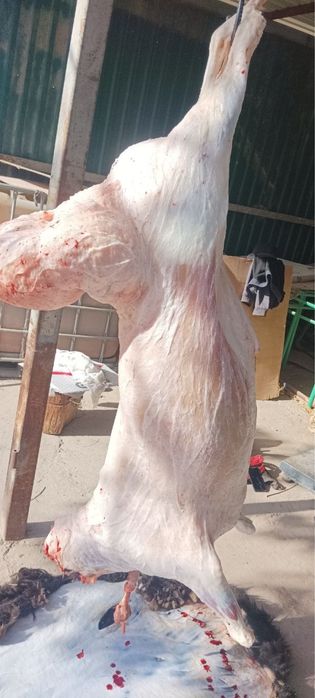 Halol boqilgan qochqorlar Aqiqa Qurbonlik va boshqa Marosimlar uchun