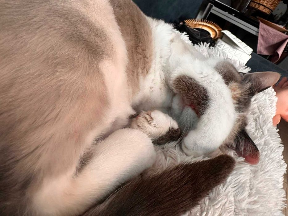 Donez pisicuta de rasa Siamese