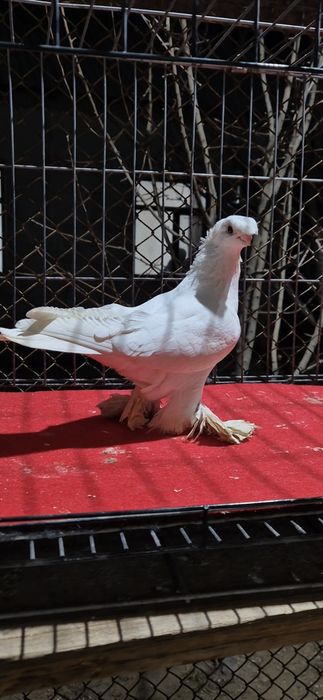 Белый самец голуб