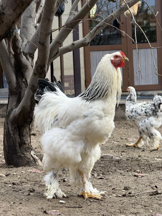 Брама мраморная Брама светлая