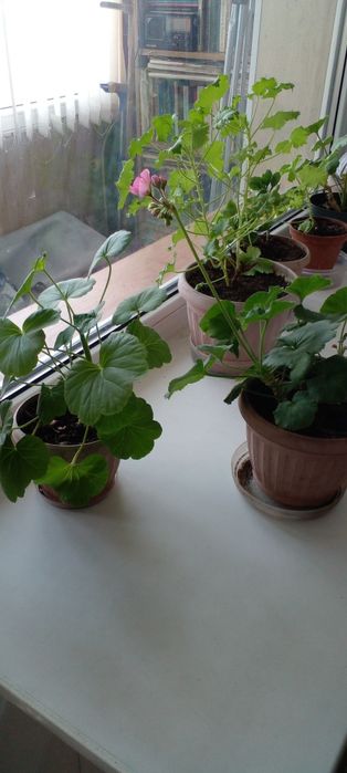 Продам цветы в горшках.