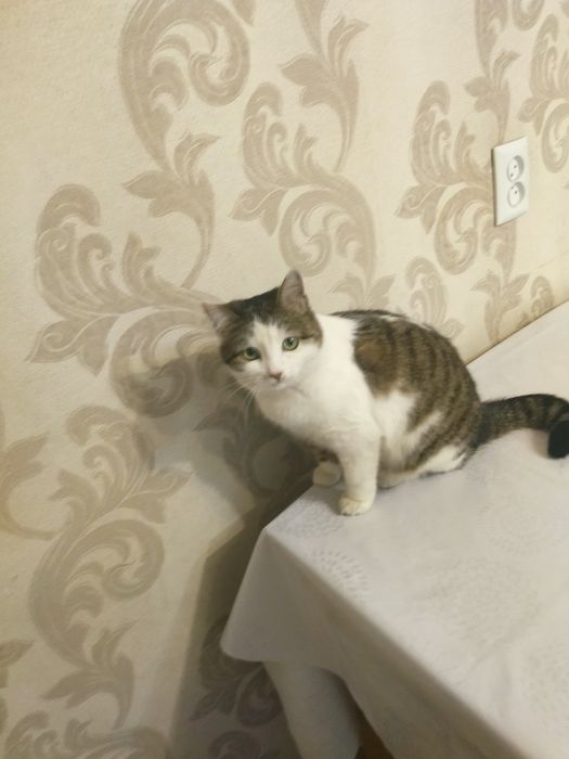 Отдам в хорошие руки,