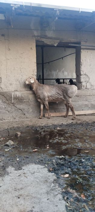 Zotga quchqor sotiladi arashan buyi uzun chiroyli qo'chqor