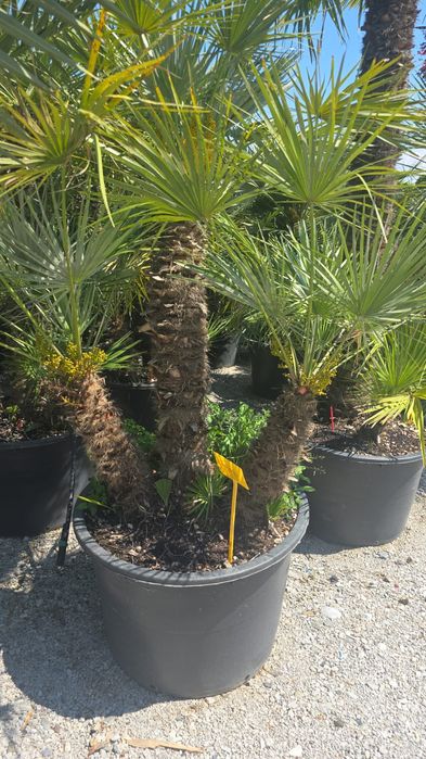 Palmier trachicarpus, Fortunei, arțar rosu,liquidambar