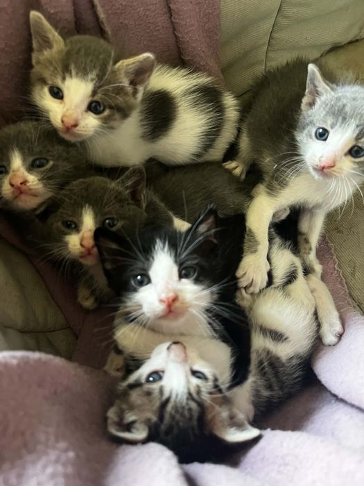 Малки     котенца