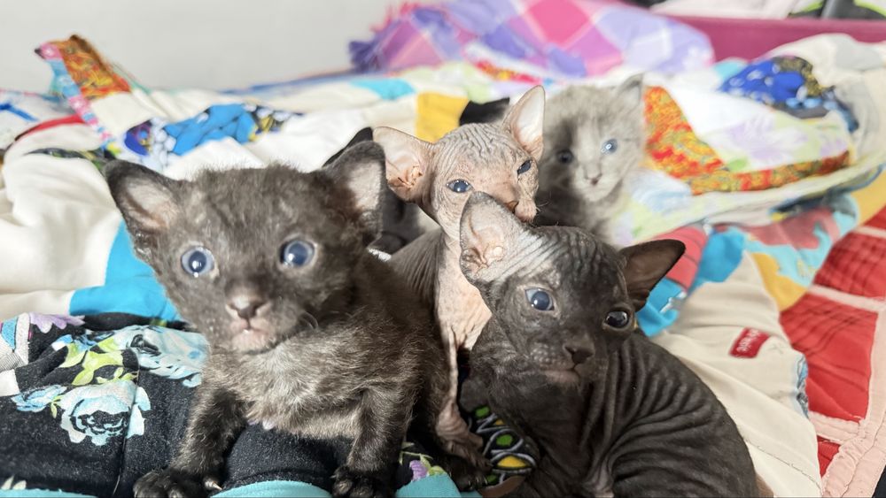 Котята сфинксы в начале октября.
