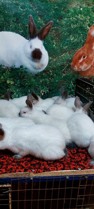 Коян Кролики Калифорния