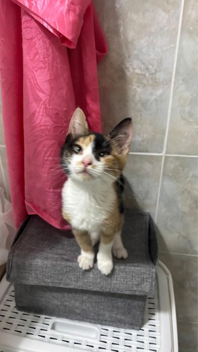 Котенок в добрые руки