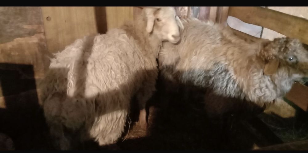 Продам 2 барана