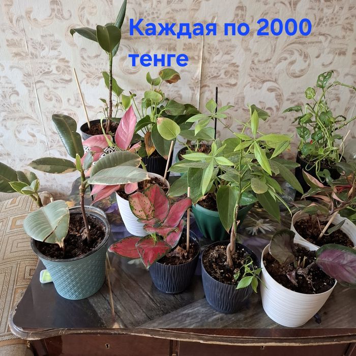 Комнатные растения