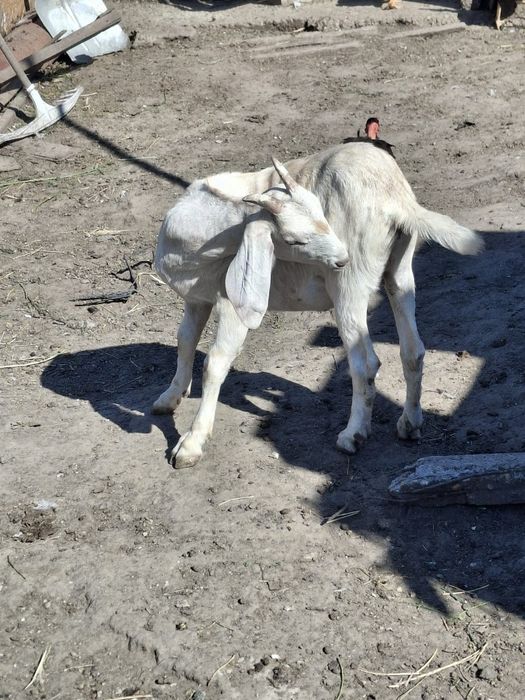 Vând edute anglo nubiena și o capra