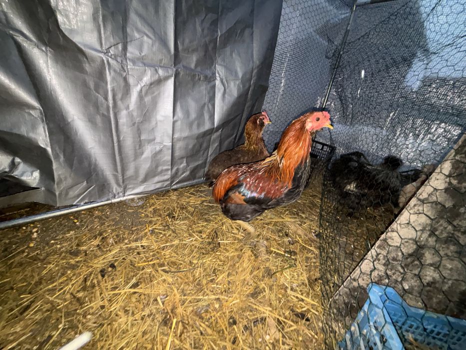 Cocoș araucana rasă pura