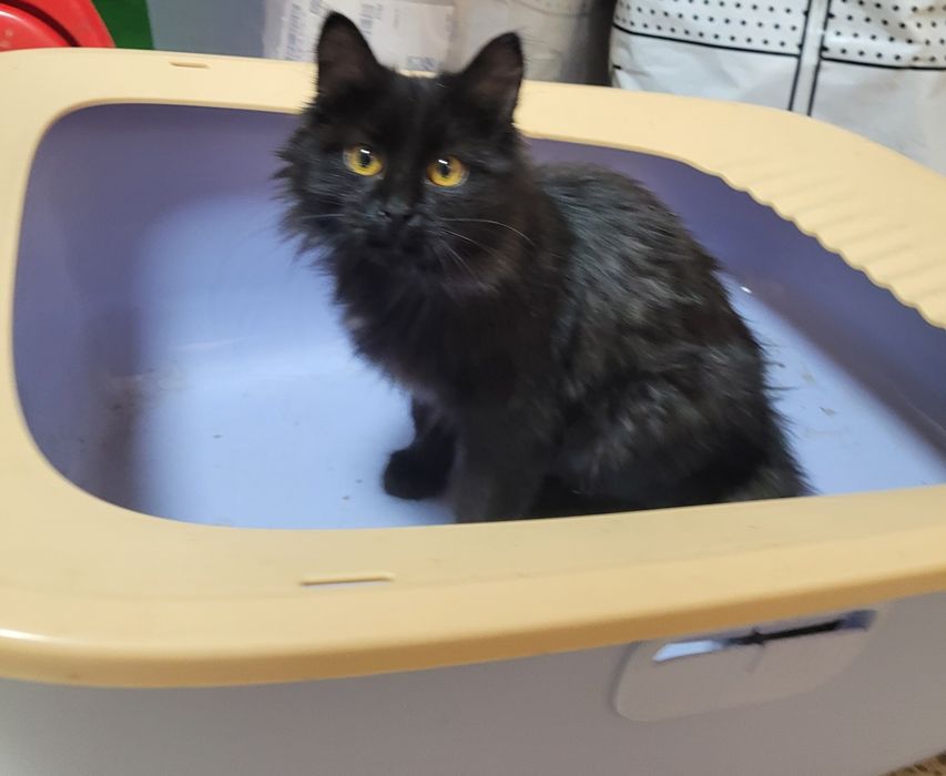 Котята мальчики и девочки 3-4 месяца