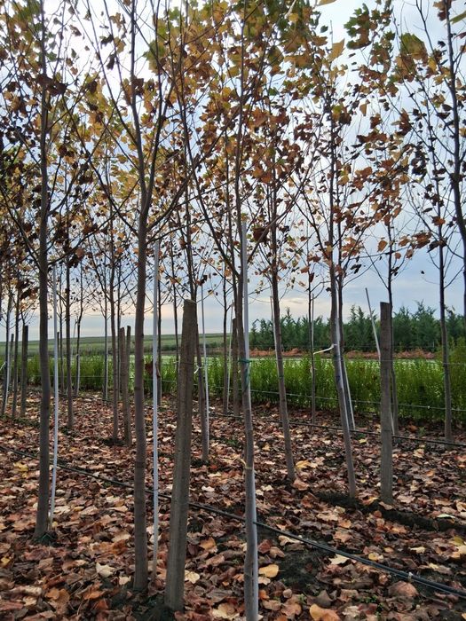 Betula pendula  copaci