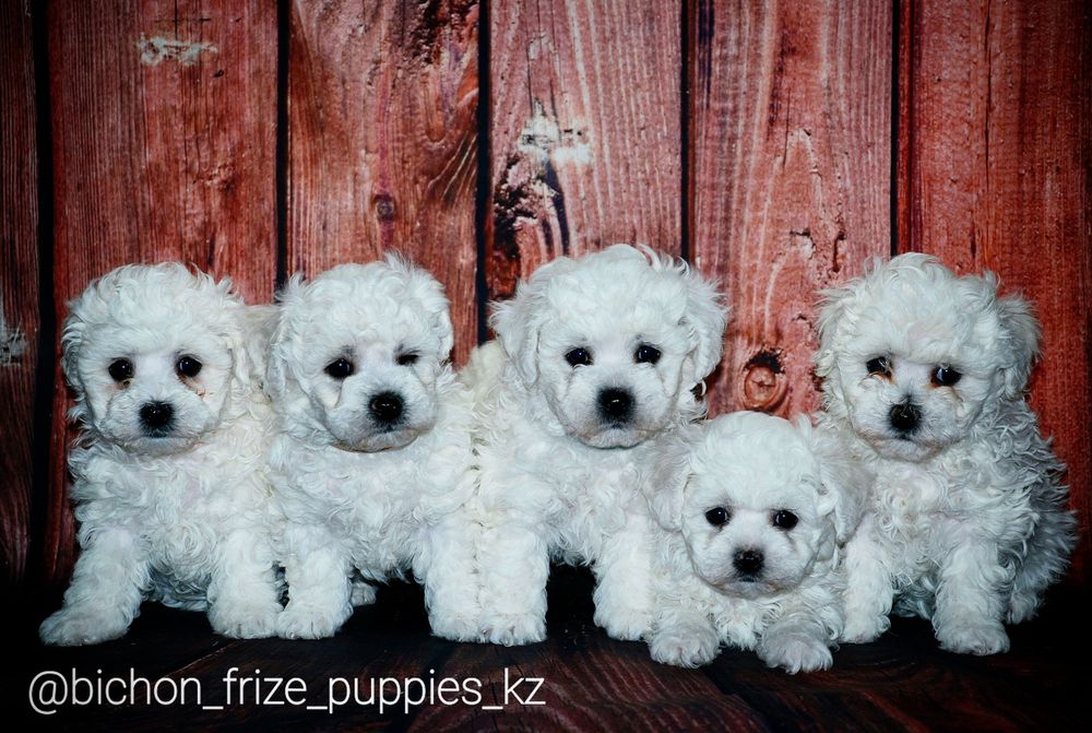 Щенки Бишон Фризе.