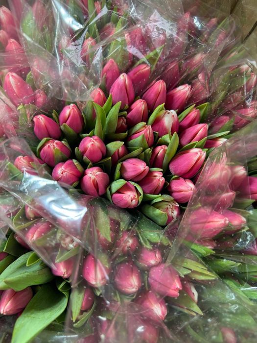 Тюльпандар 8 мартка оптом и в розницу