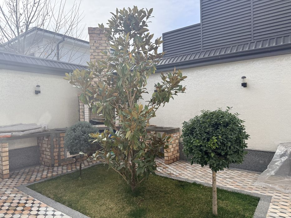 Дерево магнолия и рядом два дерева