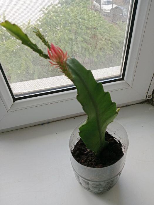 Продам цветок Эпифилум