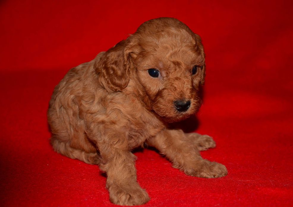 Той -пудель ,очаровательные малыши!