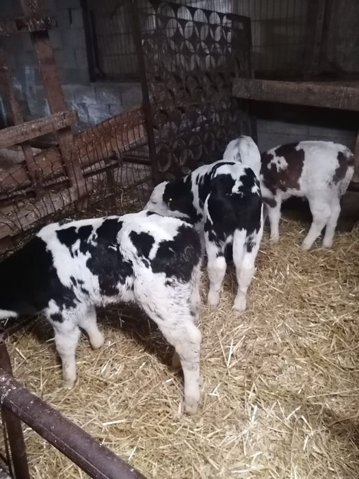 Vând tăurași și femele sugari