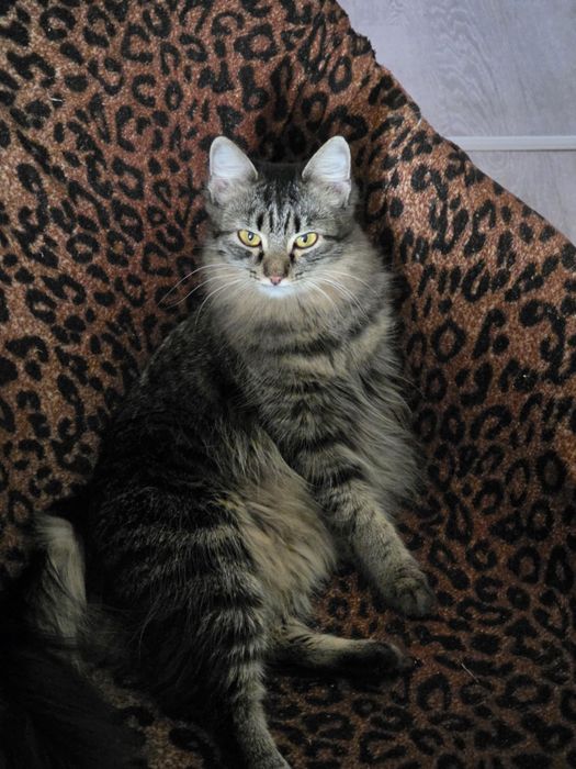 Отдам кошку 1 год