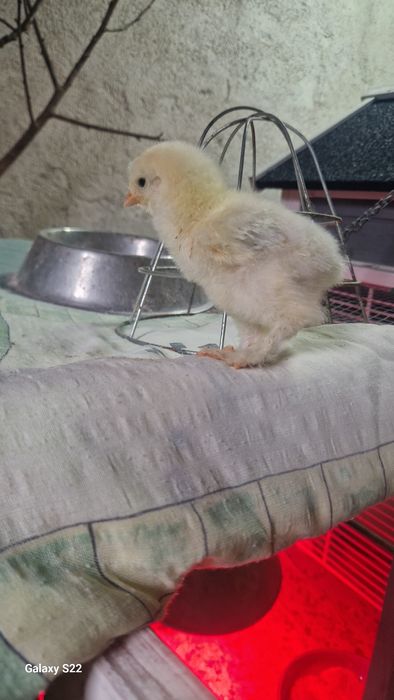 Pui brahma herminat deschis pe negru, negru,albastru !