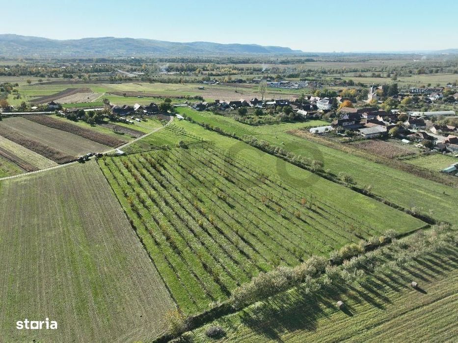 RECO, Teren cu livada de ciresi, Zona Auseu, Bihor