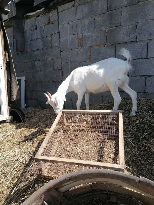 Продам козозочек