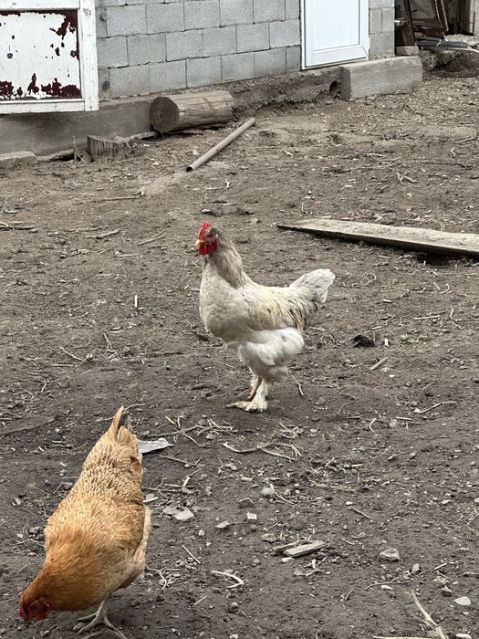 продам петухов кораз
