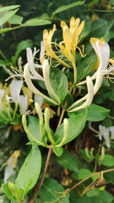 Жасмин вечнозелёная лиана, Жасмин кишда хам совук урмайди