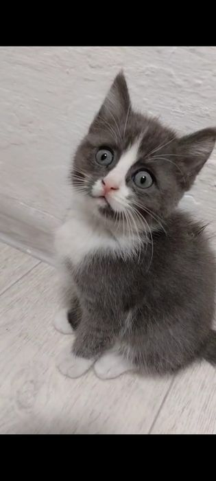 Отдам замечательных котят
