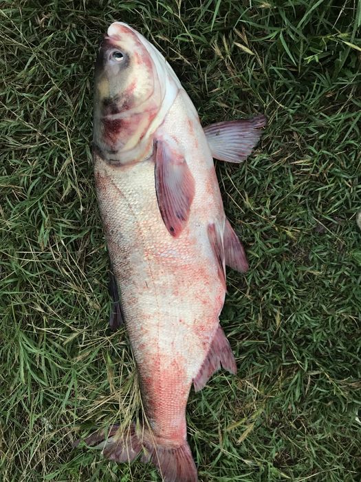 Частен язовир-рибарник Под наем