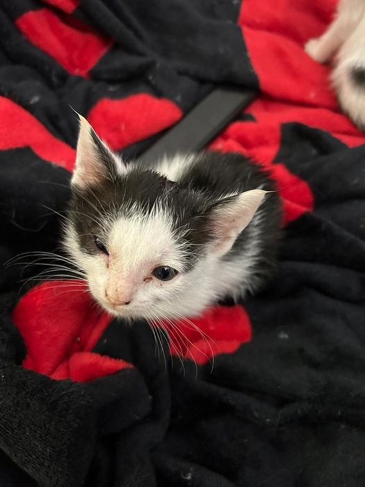 Pisici pentru adopție!