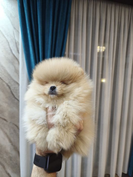 Померан мъжки и женски