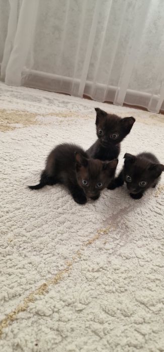 Отдам добрые ручки котят