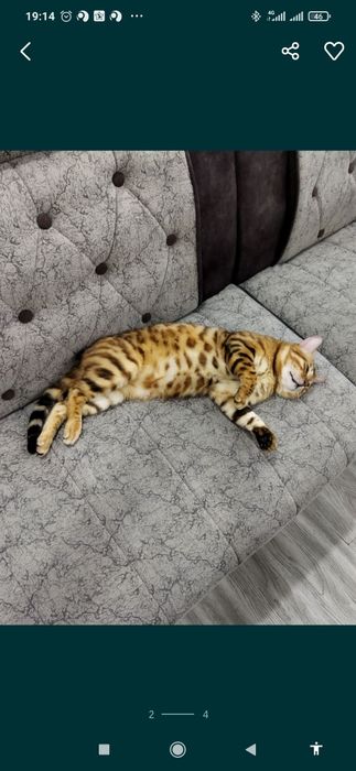 Вязка бенгальского кота