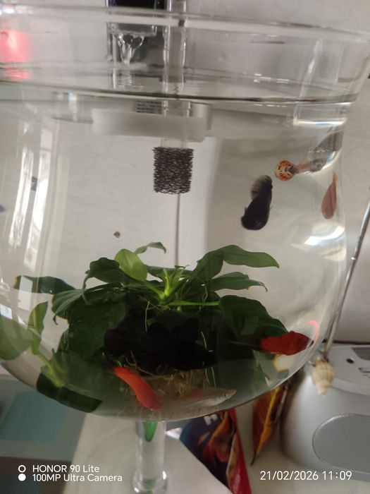 Vind pești acvariul.Molineji și sifo.