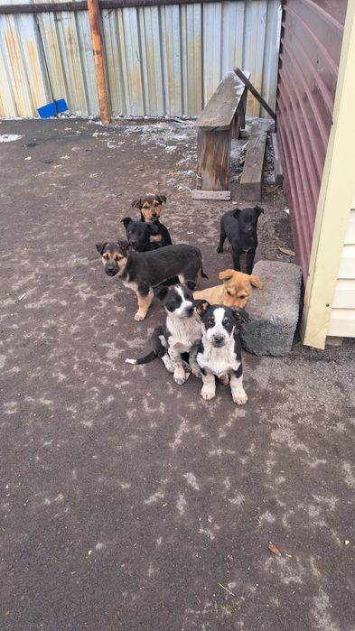 Ищем дом для 10 малышей