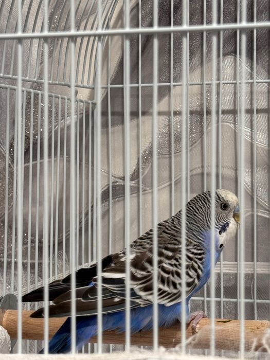 Продам волнистого попугая