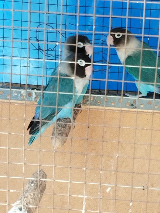 Продаются неразлучники