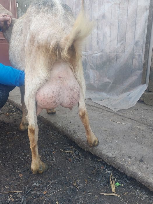 Vând capre   de lapte