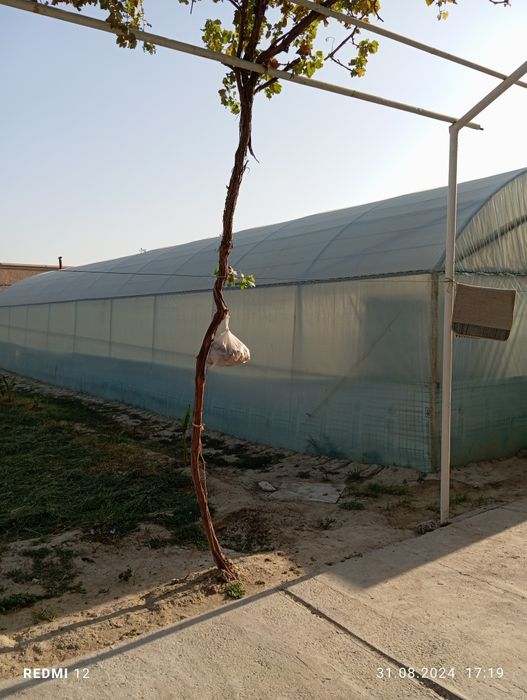 Иссикхона уголникдан