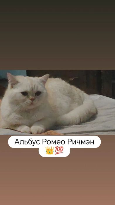 Котята британские чистокровные.