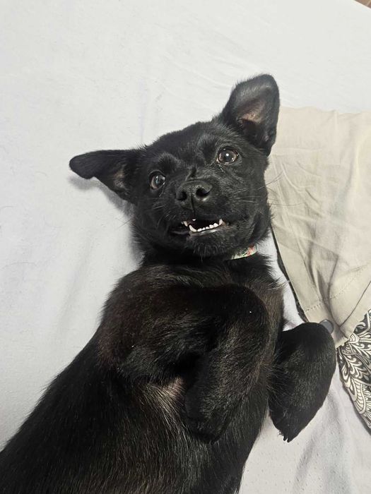 Айра си търси любящ дом